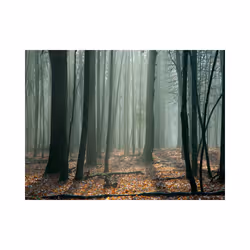 Papier peint intissé Paysages Witches' forest - PD14367-400-309