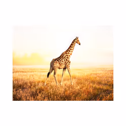 Papier peint intissé Animaux girafe - promenade - PD13261-400-309
