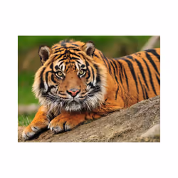 Papier peint intissé Animaux Tigre de Sumatra - PD13262-400-309