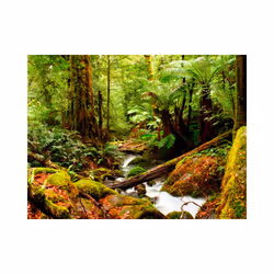 Papier peint intissé Paysages Forêt tropicale - PD14371-400-309