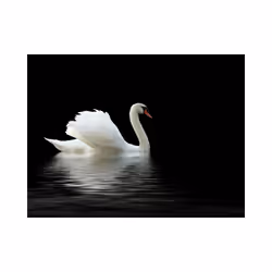 Papier peint intissé Animaux cygne (noir et blanc) - PD13263-400-309