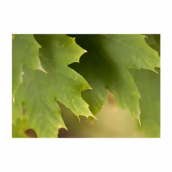 Papier peint intissé Paysages Feuilles - PD14373-400-309
