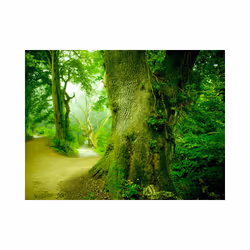 Papier peint intissé Paysages Chemin forestier - PD14381-400-309