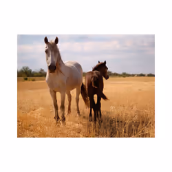 Papier peint intissé Animaux Cheval et poulain - PD13265-400-309