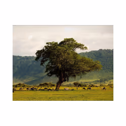 Papier peint intissé Paysages In a crater of Ngoro ngoro - PD14384-400-309