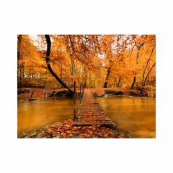 Papier peint intissé Paysages Passerelle en bois dans la forêt - PD14386-400-309