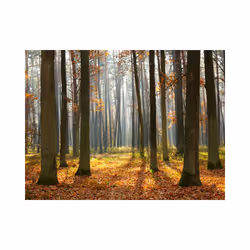 Papier peint intissé Paysages Autumn trees - PD14389-400-309