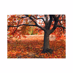 Planete Discount PD14391-350-270 papier-peint Papier peint non tissé Noir, Rouge
