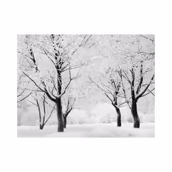 Planete Discount PD14400-300-231 papier-peint Papier peint non tissé Noir, Blanc