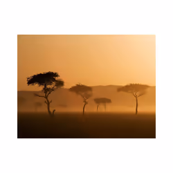 Papier peint intissé Paysages Massai Mara - PD14405-400-309