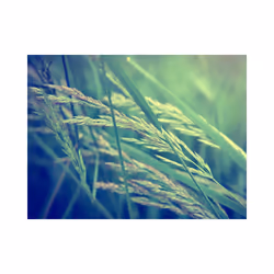 Papier peint intissé Fleurs Cereal field - PD13585-400-309