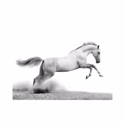 Papier peint intissé Animaux White gallop - PD13266-400-309