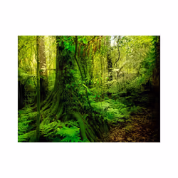 Papier peint intissé Paysages Jungle - PD14406-400-309