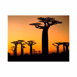 Papier peint intissé Paysages Baobabs africains - PD14408-400-309