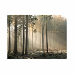 Papier peint intissé Paysages Foggy November morning - PD14412-400-309