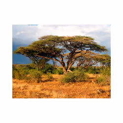 Papier peint intissé Paysages Réserve nationale de Samburu, Kenya - PD14420-400-309