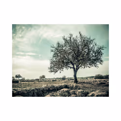 Papier peint intissé Paysages arbre - vintage - PD14424-400-309