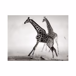 Papier peint intissé Animaux Girafes - PD13268-400-309