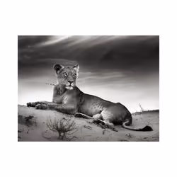 Papier peint intissé Animaux Une lionne en noir et blanc - PD13269-400-309