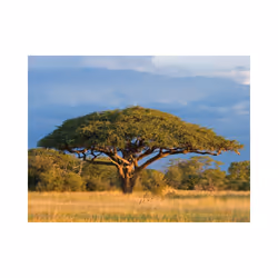 Papier peint intissé Paysages Acacia africain - Parc national Hwange, Zimbabwe - PD14428-400-309