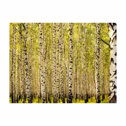 Papier peint intissé Paysages Forêt de bouleaux - PD14429-400-309