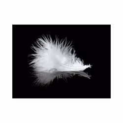 Planete Discount PD13272-350-270 papier-peint Papier peint non tissé Noir, Blanc