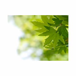 Papier peint intissé Paysages feuilles (Shallow focus) - PD14433-400-309