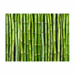 Planete Discount PD14255-250-193 papier-peint Papier peint non tissé Vert