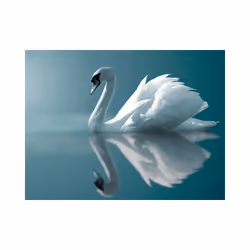 Papier peint intissé Animaux Cygne blanc - PD13273-400-309