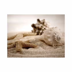 Papier peint intissé Paysages Plage et coquillage - PD14440-400-309