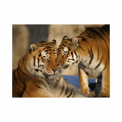 Papier peint intissé Animaux Tigres : l'amour inconditionnel - PD13274-400-309