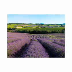 Papier peint intissé Fleurs Champs de lavande - PD13586-400-309