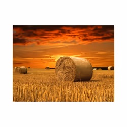 Papier peint intissé Paysages Champs dorés - PD14443-400-309