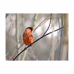 Papier peint intissé Animaux Bullfinch in the forest - PD13275-400-309