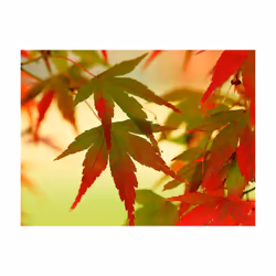 Papier peint intissé Paysages Feuilles colorées - PD14452-400-309
