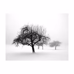 Papier peint intissé Paysages hiver - arbres - PD14453-400-309
