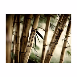 Papier peint intissé Orient Fog and bamboo forest - PD14258-400-309