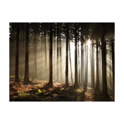 Papier peint intissé Paysages Forêt dans le brouillard du matin - PD14456-400-309