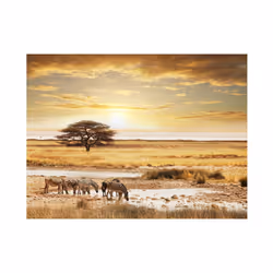 Papier peint intissé Paysages Zèbres africains à l'abreuvoir - PD14458-400-309