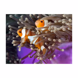 Papier peint intissé Animaux Poissons clowns - PD13278-400-309