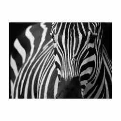 Papier peint intissé Animaux Blanc à rayures noires - PD13280-400-309