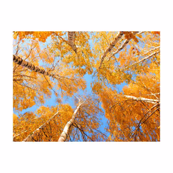 Papier peint intissé Paysages Arbres d'automne - PD14465-400-309
