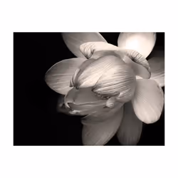 Papier peint intissé Fleurs Fleur de lotus - PD13587-400-309