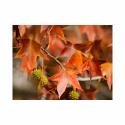 Papier peint intissé Paysages Chestnut - PD14466-400-309
