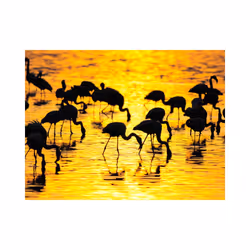 Papier peint intissé Animaux Paradis des flamants : lac Nakuru, Kenya - PD13282-400-309