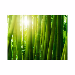 Planete Discount PD14260-350-270 papier-peint Papier peint non tissé Vert, Blanc