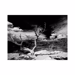 Papier peint intissé Paysages Arbre au Grand Canyon, Arizona - PD14471-400-309