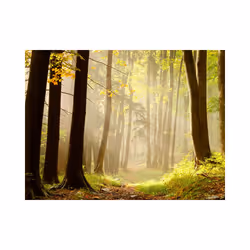 Papier peint intissé Paysages Mysterious forest path - PD14472-400-309