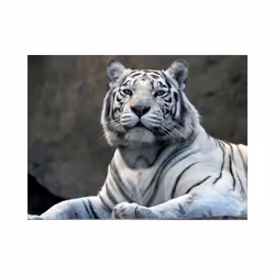 Papier peint intissé Animaux Tigre du Bengale au zoo - PD13286-400-309