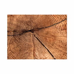 Papier peint intissé Fonds et Dessins Coupe d'un tronc d'arbre - PD13985-400-309